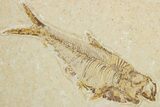 Bargain, Fossil Fish (Diplomystus) - Wyoming #354054-1